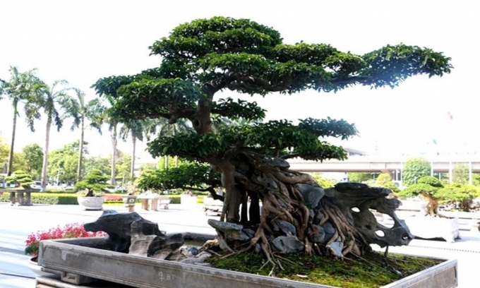 Top 14 cây cảnh đẹp nhất Việt Nam
